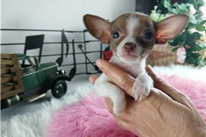 Blush - Chihuahua for sale