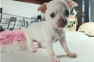 Beatrice - puppy for sale