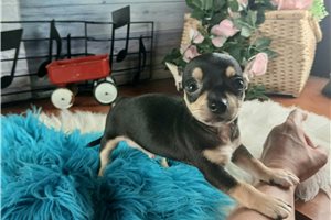 Reggie - puppy for sale