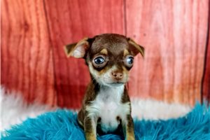 Koen - Chihuahua for sale