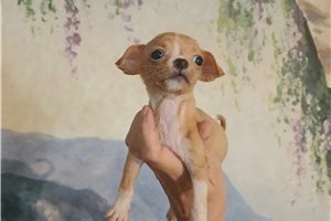 Tulip - Chihuahua for sale