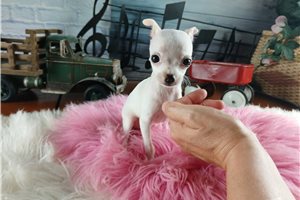 Tammy - puppy for sale