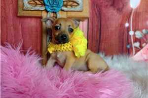 Claire - Chihuahua for sale