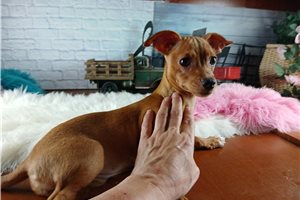 Paige - Chihuahua for sale