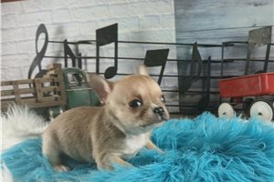 Samuel - Chihuahua for sale