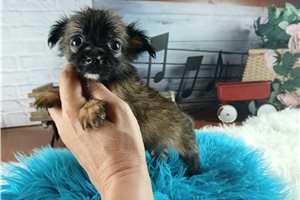 Yuri - Chihuahua for sale
