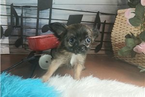 Yuri - Chihuahua for sale