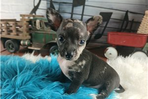 Munchie - puppy for sale