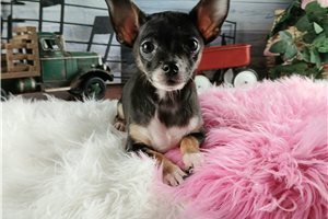 Beauty - puppy for sale