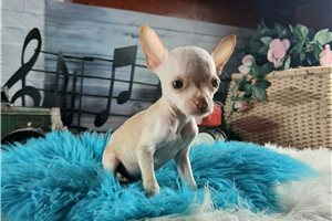 Tyler - Chihuahua for sale