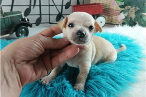 Larkin - Chihuahua for sale