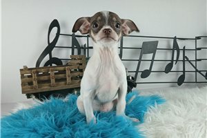 Diego - Chihuahua for sale