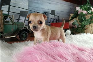 Phoebe - Chihuahua for sale