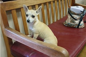 Larkin - Chihuahua for sale