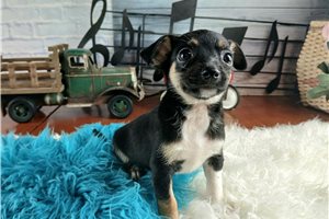 Scotty - Chihuahua for sale