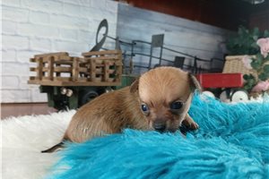 Yancey - puppy for sale