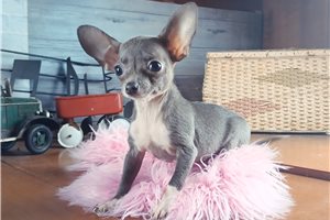 Gigi - Chihuahua for sale