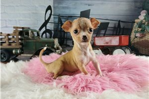 Tulip - puppy for sale