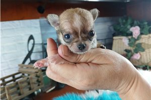 Yager - Chihuahua for sale