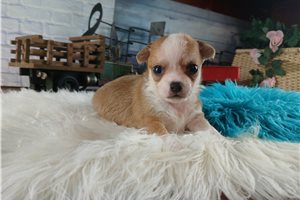 Yale - puppy for sale