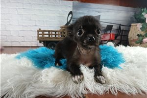 Jaxter - Chihuahua for sale