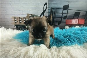Yosef - Chihuahua for sale