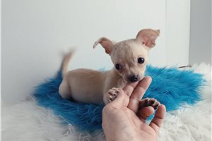 Giles - puppy for sale
