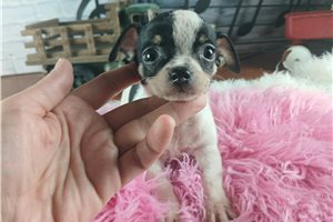 Carolyn - puppy for sale