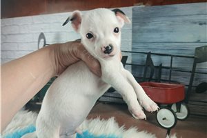 Ollie - Chihuahua for sale