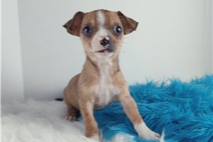 Matthew - Chihuahua for sale