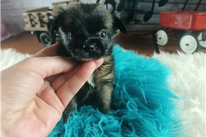 Yuri - Chihuahua for sale