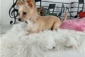 Gina - Chihuahua for sale