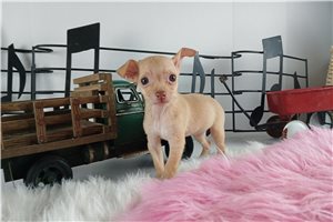 Bonnie - Chihuahua for sale