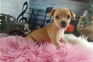 Wendi - puppy for sale