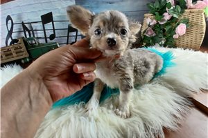 Salvador - puppy for sale