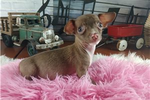 Kenna - Chihuahua for sale
