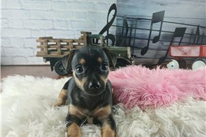 Winnie - Chihuahua for sale