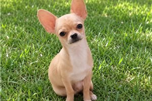 Samuel - Chihuahua for sale