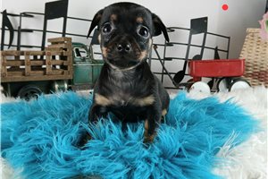 Peter - Chihuahua for sale