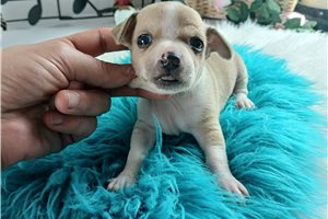 Laser - Chihuahua for sale