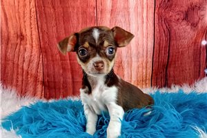 Kurt - Chihuahua for sale