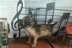 Yuri - Chihuahua for sale