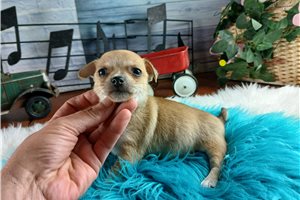 Piper - Chihuahua for sale