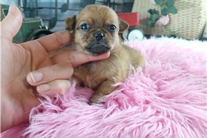 Yeska - Chihuahua for sale