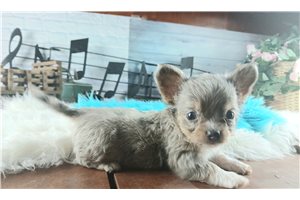 Salvador - Chihuahua for sale