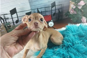 Norm - Chihuahua for sale