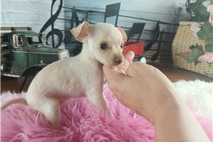 Allyson - puppy for sale