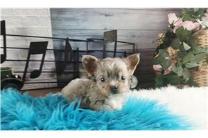 Salvador - Chihuahua for sale