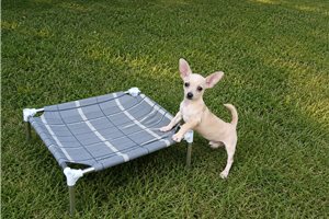 Larkin - Chihuahua for sale