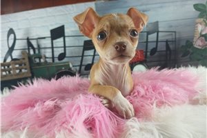 Sofia - Chihuahua for sale
